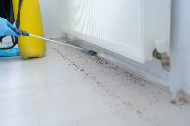Best Wasp Removal Services  in Waynesboro, PA